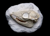 藏品(美鼷鹿化石)的圖片